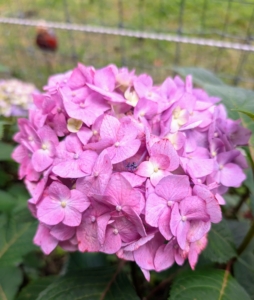 Mophead blooms measure 3.5 to 5 inches across. They bloom in rose-pink or violet blue, depending on pH of the soil.