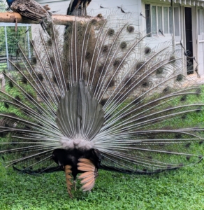 This peacock is showing off his tail feathers from the front and the rear. After the season ends, the males lose their long tail feathers and then grow them back before the next breeding season begins. The train gets longer and more elaborate until five or six years old when it reaches maximum splendor.