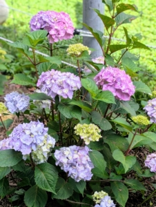 The name hydrangea originates from two Greek words – “hydro” meaning “water” and “angeion” meaning “vessel” or “container.” Together, the rough translation is “water vessel” which refers to their exceptional thirst for water.