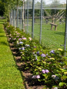 All of these are BloomStruck® Bigleaf Hydrangeas around two sides of my peafowl and goose pens, where they could be seen from the carriage road. When mature, these hydrangeas will reach two to four feet tall and three to five feet wide.