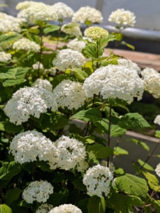 These stand out with bold white blooms and sturdy upright stems.