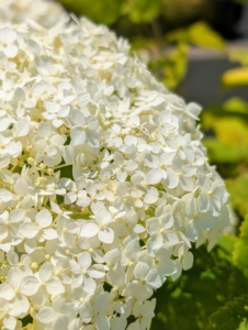FlowerFull can bloom from summer to first frost. The abundant white panicle balls turn green as the season progresses.