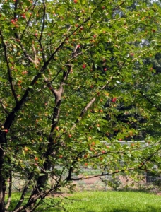 This sour cherry tree is down by the chicken coops. Look closely and see how full it is with fruits.