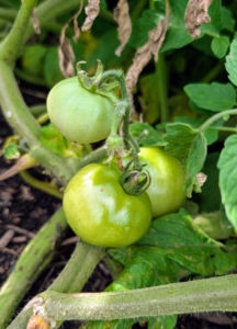 Some fruits are already growing so perfectly.