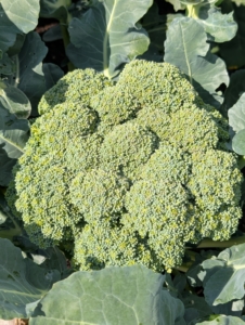 My broccoli is also growing so beautifully. This one looks ready to harvest.