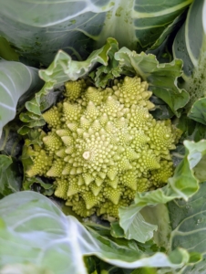 Do you know what this is? Here's a hint... it's in the Brassica family. It's Romanesco - an edible vegetable known for its striking light green color and fractal-like appearance. It has a mild, nutty flavor and is often referred to as Roman cauliflower or Romanesco broccoli. It was first grown in Rome in the 16th century, which is how it got its name. It's now grown around the world, including my vegetable garden.