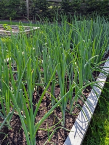The onion plants look wonderful too. I planted a lot of white, yellow and red onions, as well as shallots, and leeks. Onions are harvested later in the summer when the underground bulbs are mature and flavorful. I always look forward to the onion harvest!
