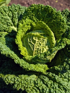 And here's just one cabbage. To get the best health benefits from cabbage, it’s good to include all three varieties into the diet – Savoy, red, and green. And don’t forget, cabbage can be eaten cooked and raw.