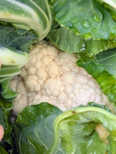 ... and of course, I grow lots of white cauliflower. All the colors can be eaten raw, roasted, grilled, sautéed, or steamed.