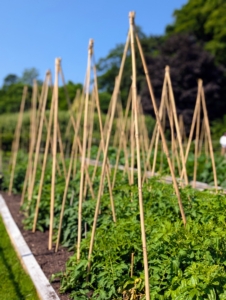 And here is the bed complete. Each plant is now surrounded by designated stakes. As plants are groomed, the long wines will be tied to the bamboo where needed. These supports really help to keep all these beautiful fruits off the ground and free of rot.