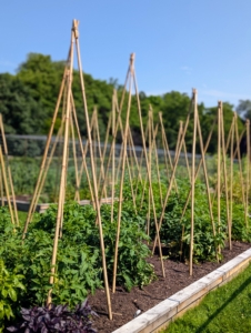 These stakes should last through the season nicely. It takes about 50 to 90 days for tomato varieties to reach maturity. Planting can also be staggered to produce early, mid and late season tomato harvests.