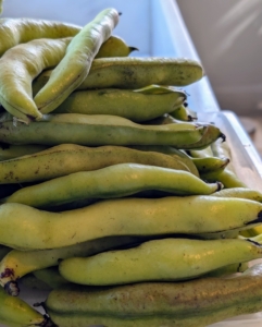 Back in my Winter house kitchen, I've cleaned lots of fava beans. This bean is an ancient member of the pea family. It has a nutty taste and a buttery texture. I always grow lots of fava beans.
