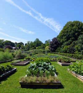 So much is growing in this garden right now - it is so exciting to walk up and down the beds every day to see what is popping up or ready to harvest.