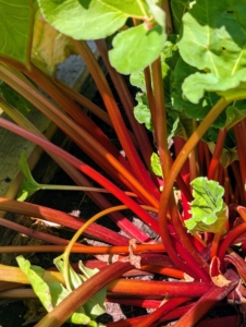 Here are the stalks of my rhubarb. The leaves are toxic because they contain high levels of oxalic acid, but the fleshy stalks of rhubarb can be cooked and used to make a variety of delicious pies, tarts, cakes, cobblers, crisps, and pavlovas.