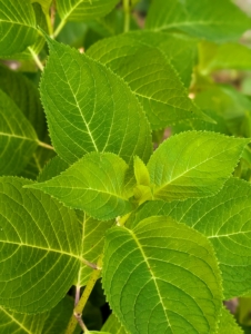 In general, mophead and lacecap leaves are relatively thick and crisp, shiny, and often heart-shaped. They range in size from four to six inches long by three to five inches wide.