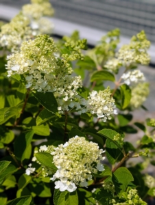 Last year, I added to my collection in this area. Surrounding the court itself are Little Hottie® Panicle Hydrangeas from First Editions. They are just starting to bloom. They are compact, mid-sized white hydrangeas with large, full flower heads that bloom from the bottom to the top of the plant. The flowers start out lime green, then turn white in the summer and eventually to an antique white in the fall.