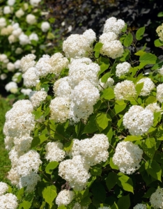 When I redesigned my East Hampton gardens, I transferred about 30-plants to my farm and have added many more ever since.