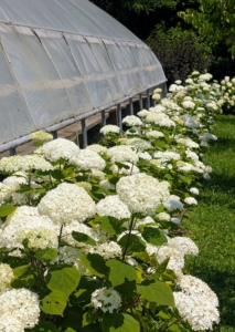 On the other side outside my tropical hoop house, I planted FlowerFull hydrangeas also from First Editions.