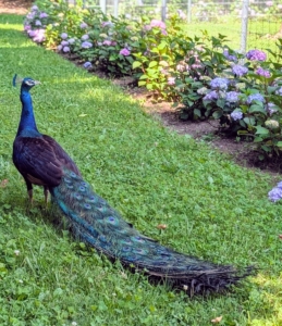 And look who's admiring the flowers here - one of my handsome "blue boy" peacocks. I planted a selection of hydrangeas around the bird enclosures. It’s always important to do research before planting. Make sure to consider the plant’s mature size and light needs when selecting a space. And remember, perennials grow slowly the first year, faster the second year, and then usually reach full size in the third year.