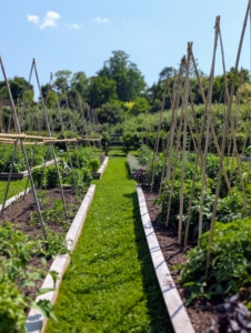 Maintaining the plants and checking them regularly will go a long way in keeping them healthy. Another key to maintaining a rich vegetable garden is to rotate the tomato bed between a few spots in the garden to diminish the risk of soil-borne diseases such as bacterial spot and early blight. These tomato beds located on the south end of the garden this year. Very soon, we will have many, many tomatoes to enjoy.