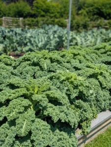Kale or leaf cabbage is a group of vegetable cultivars within the plant species Brassica oleracea. They have purple or green leaves, in which the central leaves do not form a head.