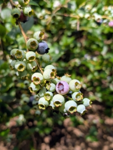 Plump, juicy, and sweet, with vibrant colors from red to the deepest purple-black. I love to use blueberries for jams, jellies, and pies, but they’re also wonderful with cereal, in pancakes and cobblers, and of course, in handfuls on their own. I grow many blueberry varieties, including ‘Bluegold’, ‘Chandler’, ‘Darrow’, ‘Jersey’, and ‘Patriot’.