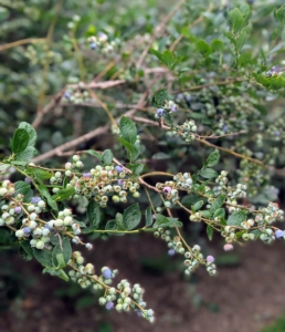 I always have many, many blueberries. I've picked a couple of boxes already, but I still have lots more to get as soon as they're ready.