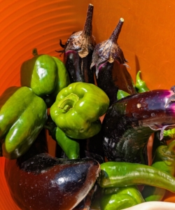 And look at this bounty of green peppers and eggplants. It's good to pick eggplants when they are young and tender. Pick a little early to encourage the plant to grow more, and help extend the growing season. And I love making stuffed peppers – it's so easy and so delicious.