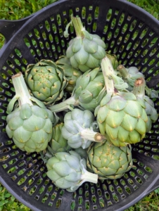 I am so pleased with all the wonderful produce that's coming out of the garden this year. There's something to harvest every day. This basket is filled with artichokes, and more continue to grow. The globe artichoke, Cynara scolymus, is actually a flower bud, which is eaten when tender. Buds are generally harvested once they reach full size, just before the bracts begin to spread open. I like to harvest them when they are still small.