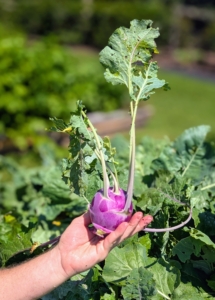 Do you know what this vegetable is? It's kohlrabi. Kohlrabi is a cruciferous vegetable related to cabbage, broccoli and cauliflower. It's also called a German turnip. It has long leafy stems and a round bulb that’s usually purple, pale green, or white and all with white-yellow flesh.