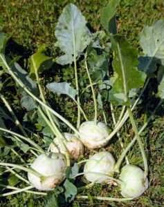 Here is white kohlrabi. Kohlrabi tastes similar to broccoli stems and cabbage, although it’s slightly sweeter. The bulb is widely used in salads and soups, but can also be roasted or sautéed.