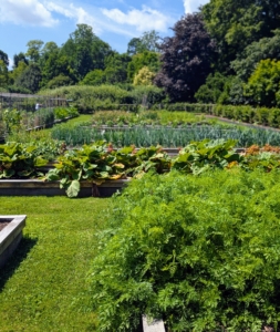 It's a busy time in my garden, but everything is growing so well. How is your garden doing?