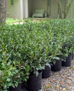 This is a collection of Little Darling® Lilacs exclusively grown by Monrovia. All 100 are in such excellent condition. I decided to plant them near the lilac allée around my studio guest house.