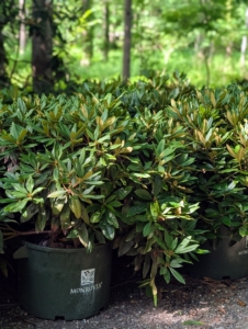 One of the things that sets Monrovia rhododendrons apart from others is the way they hand pinch buds during the growing season to get more breaks in the plant and to develop fuller shrubs. This practice is more labor intensive, but it results in a much shapelier specimen.
