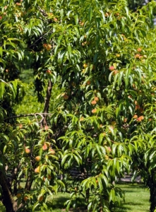 The peach trees are laden with growing fruits.