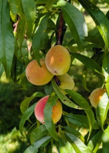 I have beautiful peaches! Some of the peach varieties include ‘Garnet Beauty’, ‘Lars Anderson’, ‘Polly’, ‘Red Haven’, and ‘Reliance’.