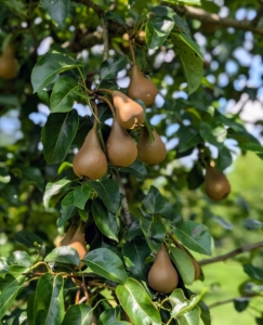 Some of the other pears in the orchard are 'Bosc,' ‘Bartlett’, ‘Columbia’, ‘D’Amalis’, ‘Ginnybrook’, ‘McLaughlin’, ‘Nova’, ‘Patten’, ‘Seckel’, ‘Stacyville’, and ‘Washington State’.