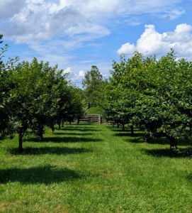 This orchard surrounds three sides of my pool. Many of the trees here were bare-root cuttings I nurtured in pots before planting. Now, they are much taller and so lush. When choosing to grow fruit stock, it is important to select those that are best for your area’s climate and soil.