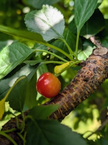 I also grow sour cherries in the orchard and elsewhere, and I've seen lots of them growing beautifully; however, the squirrels like them too, and often get them first.