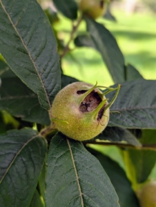 The fruits will be the last to harvest. They have to be eaten when almost rotten in a process called “bletting”. And, because of this, they either have to be eaten right off the tree or picked early and put aside for a few weeks to blet. The medlar is very pulpy and very sweet. Its taste is similar to an overripe date with a flavor similar to toffee apples or apple butter.
