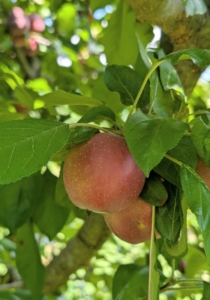 I grow hundreds of apple trees – some that were here when I acquired the property and others I planted soon after moving here. These orchard apple trees include: ‘Baldwin’, ‘Black Oxford’, ‘Cortland’, ‘Cox’s Orange Pippin’, ‘Esopus Spitzenburg’, ‘Fuji’, ‘Golden Russet’, ‘Grimes Golden’, ‘Honeycrisp’, ‘Liberty’, ‘Redfield’, ‘Roxbury Russet’ ‘Windham Russet’, and more.