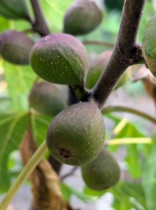 And just outside my main greenhouse, a collection of potted fig trees that are growing an abundance of fruits. Figs, Ficus carica, are actually clusters of flowers growing inside a pod, known as a syconium. They're bulb-shaped, about the size of a thumb, and can have a purple or green skin with a sweet, pink flesh filled with tiny seeds. No plants give sweeter returns than fruiting trees and shrubs. Aside from all the vegetables I grow, I'm so pleased with all the fruits here at my farm.