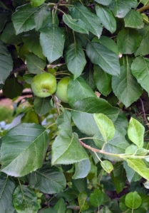 My dwarf espalier apples near my Winter House are also developing so wonderfully. It will be a great apple season.