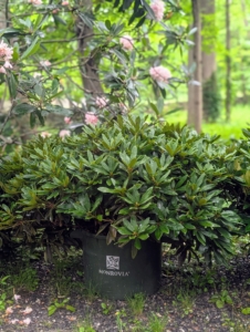 I already grow several different rhododendrons in my Japanese Maple Woodland. Some of the last blooms of one can be seen here in a soft, light pink. When in bloom, these new Rhododendron Chionoides shrubs from Monrovia will be a beautiful white.