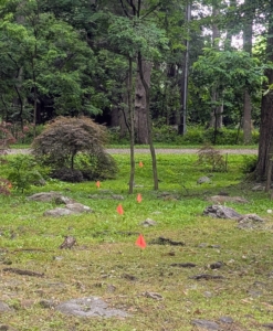 The first step is to mark where they will go. My head gardener, Ryan McCallister, thoughtfully positions flags in various locations. When selecting a place to plant, always consider the full grown size of the shrub. Rhododendrons need at least two to six feet of space for optimal growth.