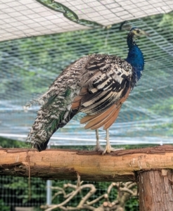 I have a variety of all-white, as well as colorful, and interestingly marked birds.