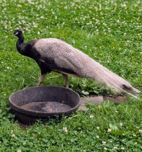 These birds are ground feeders. They do most of their foraging in the early morning and evening. As omnivores, they eat insects, plants, grains and small creatures.