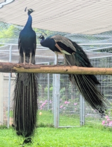Some peafowl will be more tame and more friendly than others. Mine are very friendly and are eager to greet all those who enter the enclosure. Since most of them have grown up here at the farm, they aren’t shy at all. In fact, the peafowl are all very accustomed to all the visits.