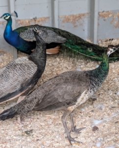 Peafowl are happiest when living in small groups. I am pleased that all of mine get along very well.