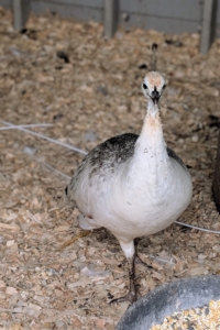 The female is less iridescent with more muted colors and markings. Peacocks have large eyes on the sides of their heads providing wide views. They possess sharp visual acuity as well as color discrimination. Peafowl also have acute hearing, but can be poor at discerning from what direction certain sounds originate.